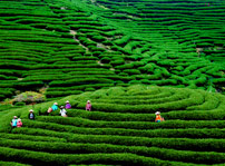 茶园风光
