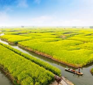 千岛菜花甲天下、水乡兴