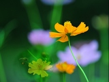 河边那片花儿