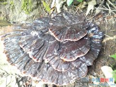 赣州：村民发现一株野生大灵芝