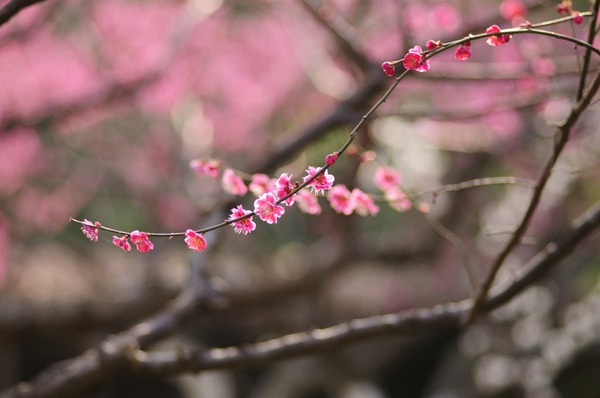 温室梅花
