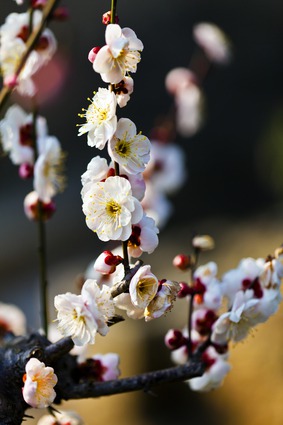 梅花盛开